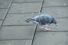 Columba livia domestica