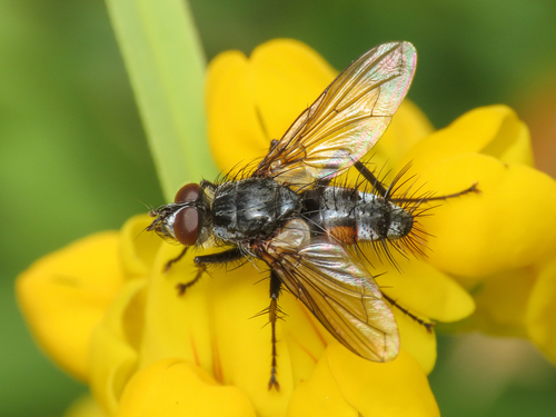 Eriothrix monticola