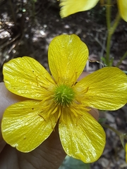 Ranunculus cortusifolius image