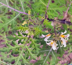 Solanum grayi