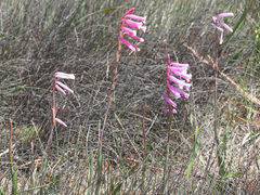 Watsonia aletroides