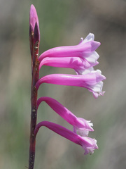 Watsonia aletroides