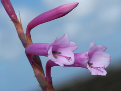 Watsonia aletroides