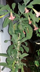 Brugmansia versicolor