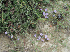 Limonium kraussianum