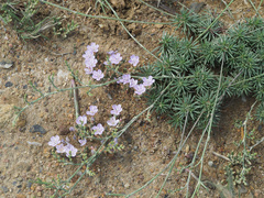 Limonium kraussianum