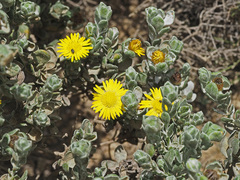 Oedera spathulifolia