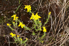 Genista germanica