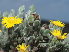 Oedera spathulifolia