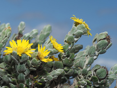 Oedera spathulifolia