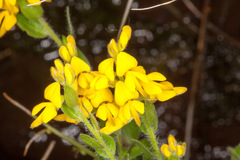 Genista germanica