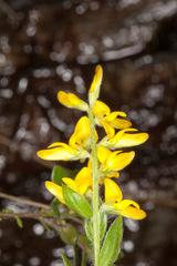 Genista germanica