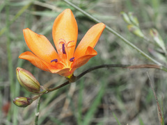 Tritonia deusta miniata