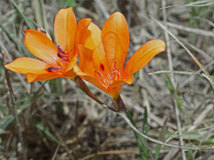 Tritonia deusta miniata