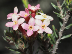 Lachnaea filicaulis