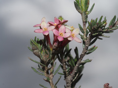Lachnaea filicaulis