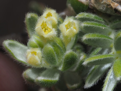 Gnidia tenella
