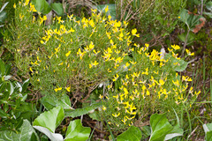 Genista radiata