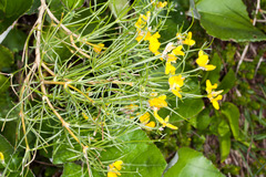 Genista radiata