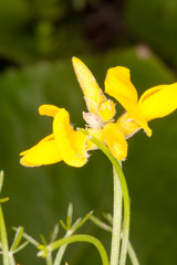 Genista radiata