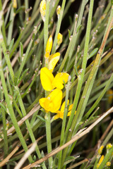 Genista ephedroides
