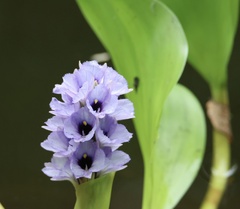 Eichhornia azurea image