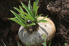 Raphionacme galpinii