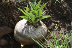 Raphionacme galpinii