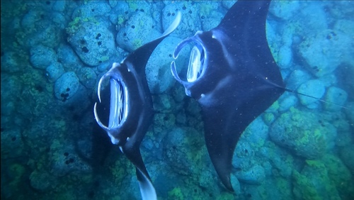 Reef Manta Ray photographed in Hawaii