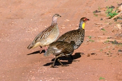 Pternistis leucoscepus