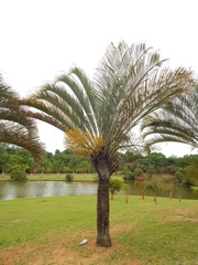 Dypsis decaryi