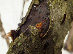 Perichaena corticalis