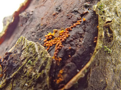 Perichaena corticalis