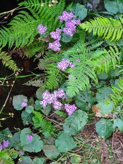 Pericallis aurita image