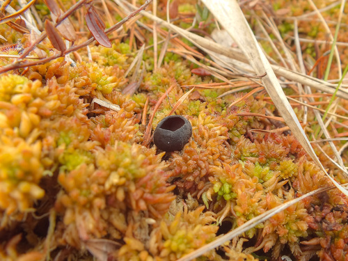 Pseudoplectania sphagnophila image
