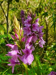 Dactylorhiza foliosa image