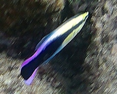 Labroides phthirophagus