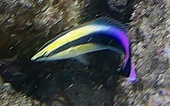 Labroides phthirophagus