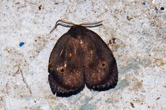 Hemonia orbiferana
