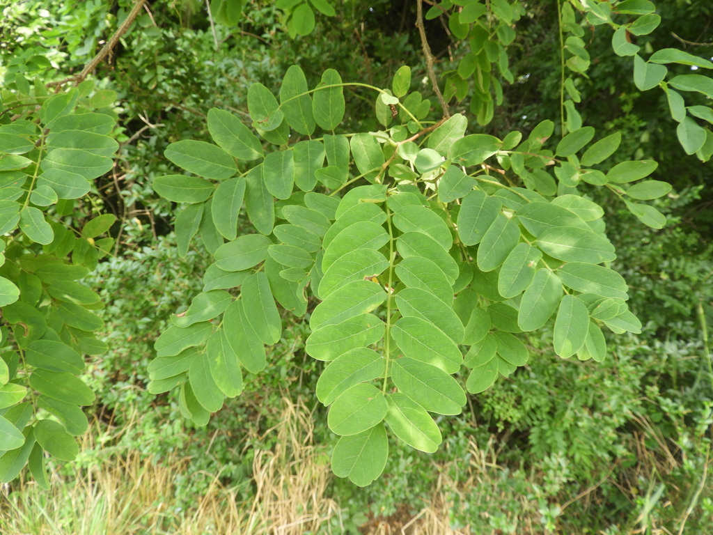 black locust from Solomons, MD, USA on June 29, 2023 at 10:00 AM by ...