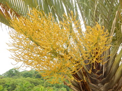 Dypsis decaryi