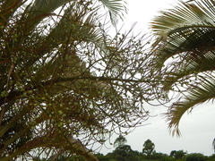 Dypsis decaryi