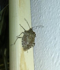 Halyomorpha halys
