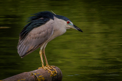 Nycticorax nycticorax