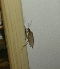 Halyomorpha halys