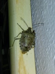 Halyomorpha halys