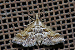 Diasemia accalis
