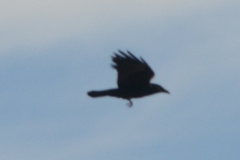 Corvus brachyrhynchos