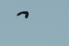 Corvus brachyrhynchos