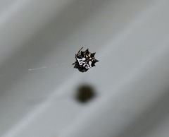 Gasteracantha sacerdotalis